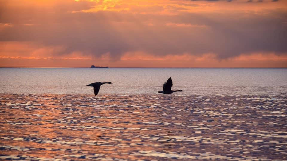 Two geese flying low over colorful water with orange sky, freighter in the distance